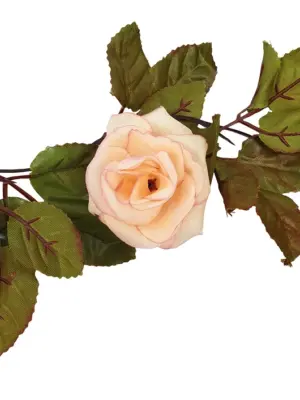 Zalmrose Rozenslinger 220cm