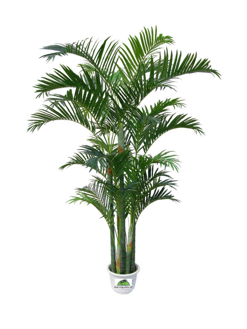 Grote Kunst Arecapalm Borneo 270cm