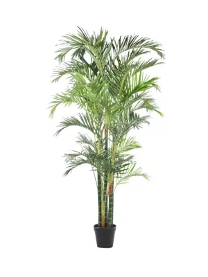 Grote Kunst Arecapalm Borneo 270cm