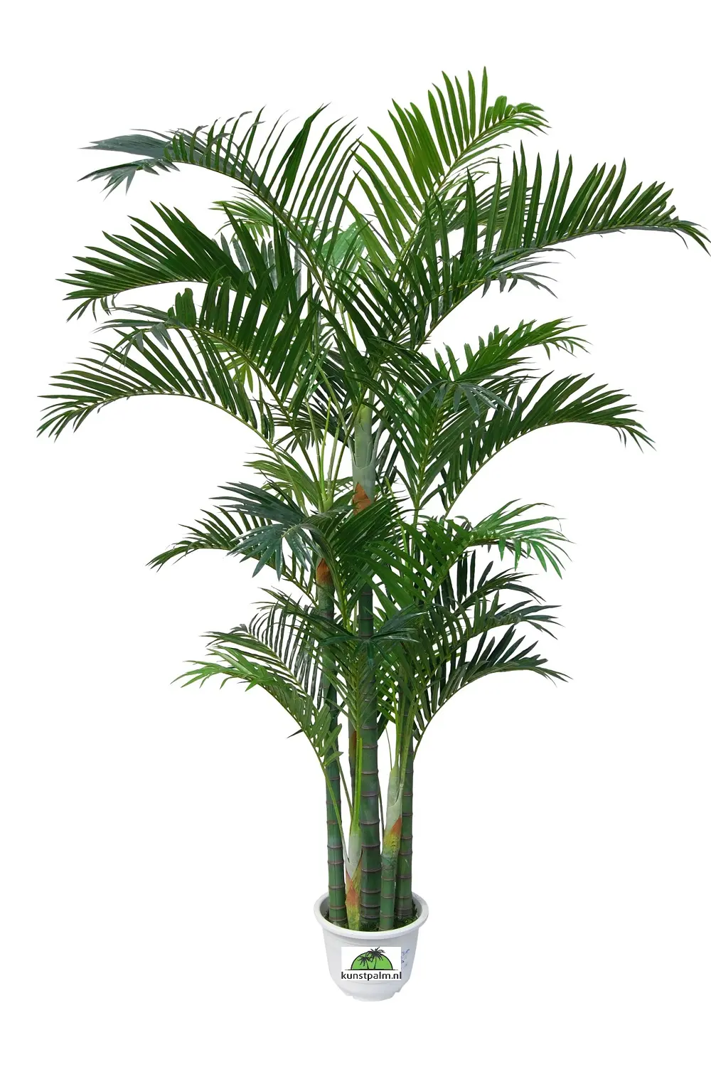 Grote Kunst Arecapalm Borneo 270cm
