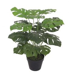 Nep Gatenplant in Pot 60cm