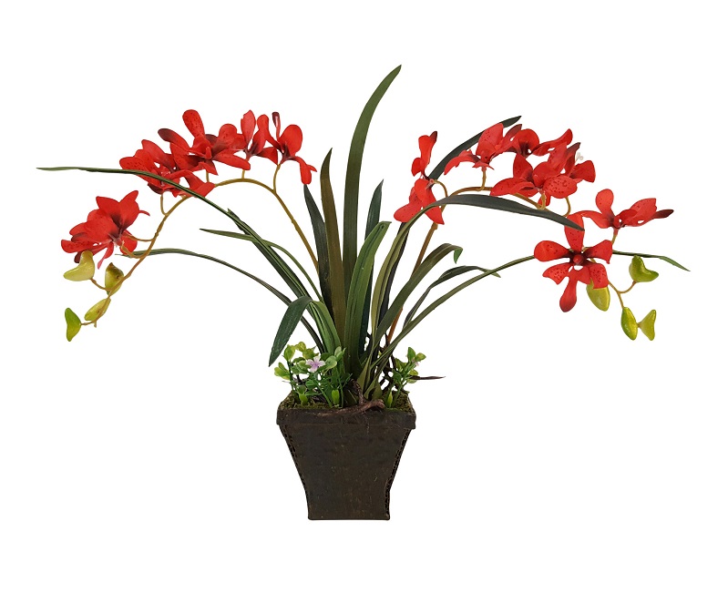 Rode Nep Orchideeplant in Pot 35cm