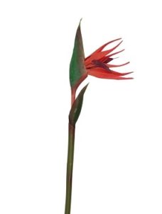 Rode Paradijsvogel Kunstbloem 80cm