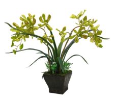 Groene Nep Orchidee in Pot
