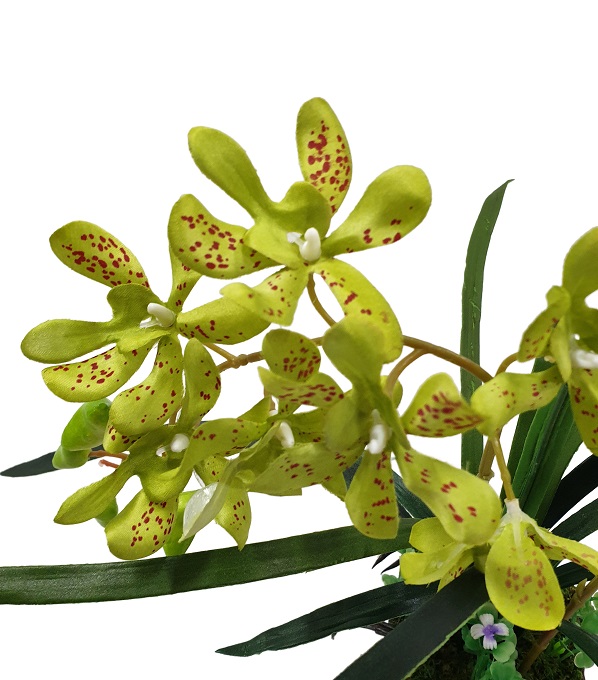 Groene Nep Orchidee in Pot