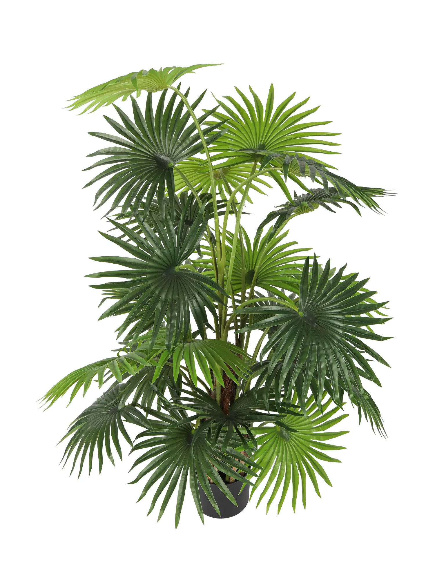 Volle kunstpalmstruik met meerdere stammen en waaierblad