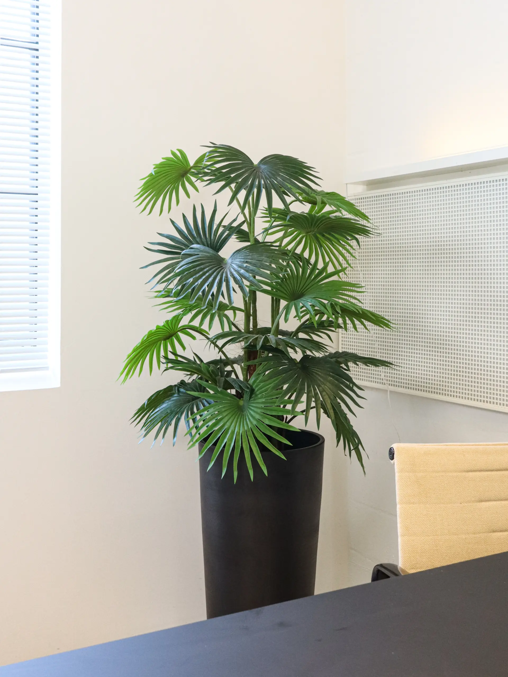 Waaierblad Neppalm 110cm