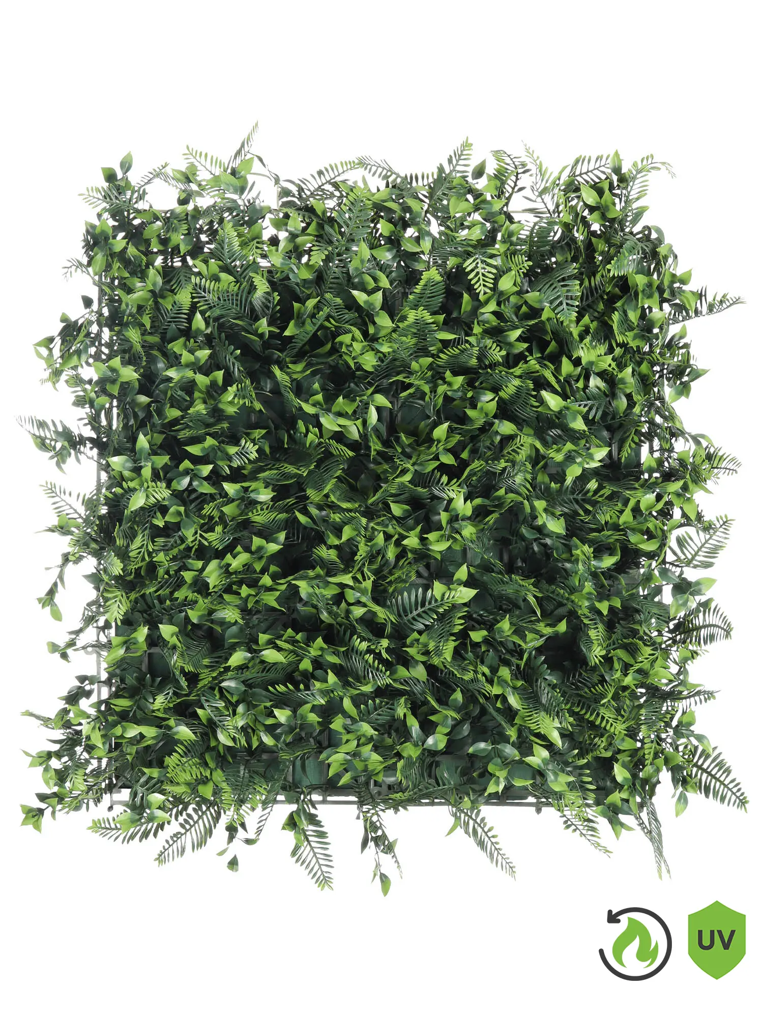 Brandvertragende kunsthaag van 50x50 cm met Leptinella en diverse groene bladeren