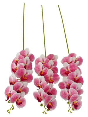 Rose Witte Kunst Orchidee