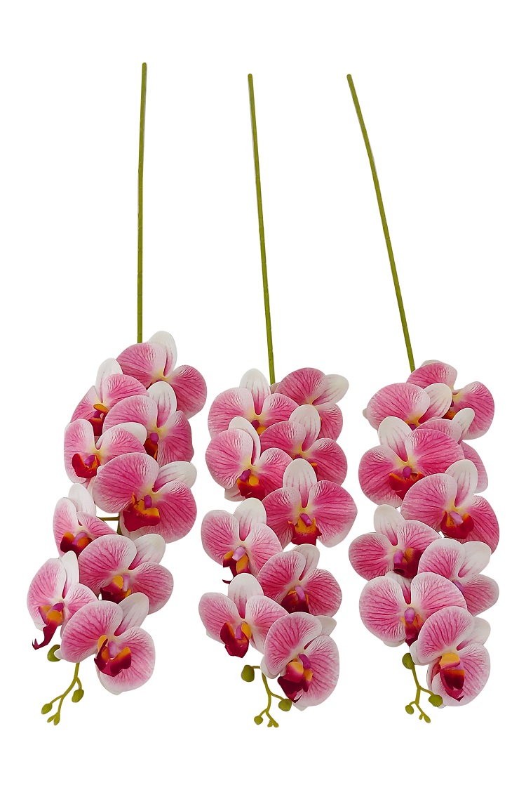 Rose Witte Kunst Orchidee
