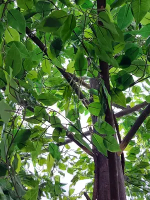 Grote Kunstboom Ficus XXL 370cm