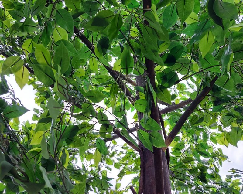Grote Kunstboom Ficus XXL 370cm