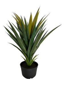 Smalblad Nep Yucca 60cm