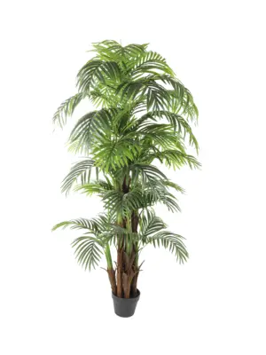 Nep Arecapalm Panama Large 170cm