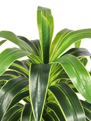 XXL Kunst Dracena 145cm