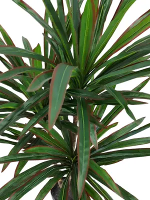 Kunst Drakenbloed Dracena 130cm