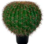 Namaak Bolcactus XXL In Pot 60cm