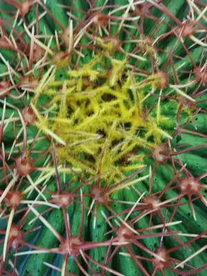 Namaak Bolcactus XXL In Pot 60cm