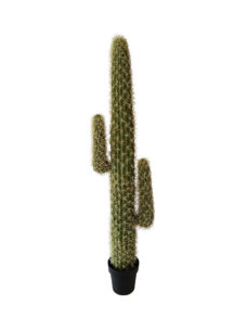 Namaak Cactus Nagano 145cm