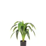 Namaak Dracena Kunstplant 80cm
