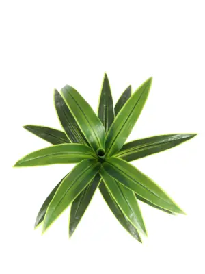 Namaak Dracena Kunstplant 80cm
