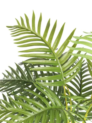 Namaak Arecapalm Puerto Rico 115cm
