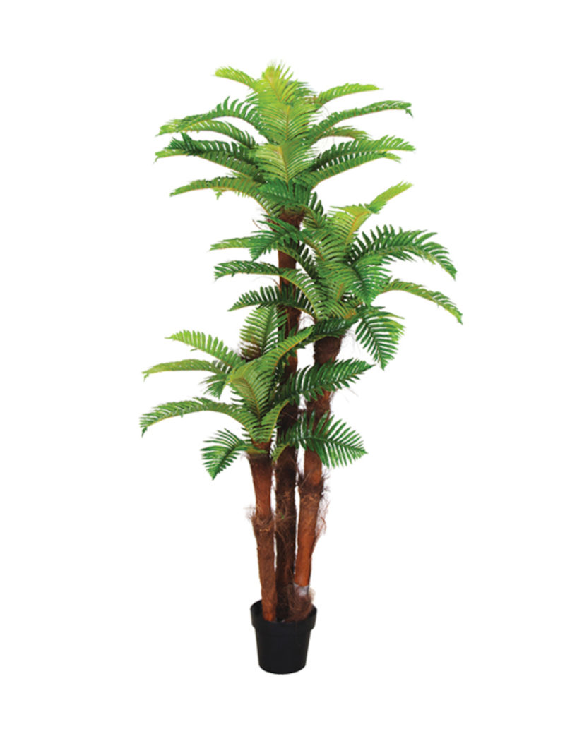 Varenpalm Fiji 185cm