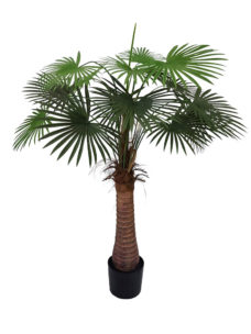 Waaierpalm Belize 125cm