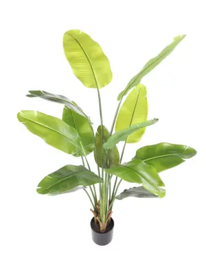 Kunst Bananenboom Guadeloupe levensecht en direct bezorgd.