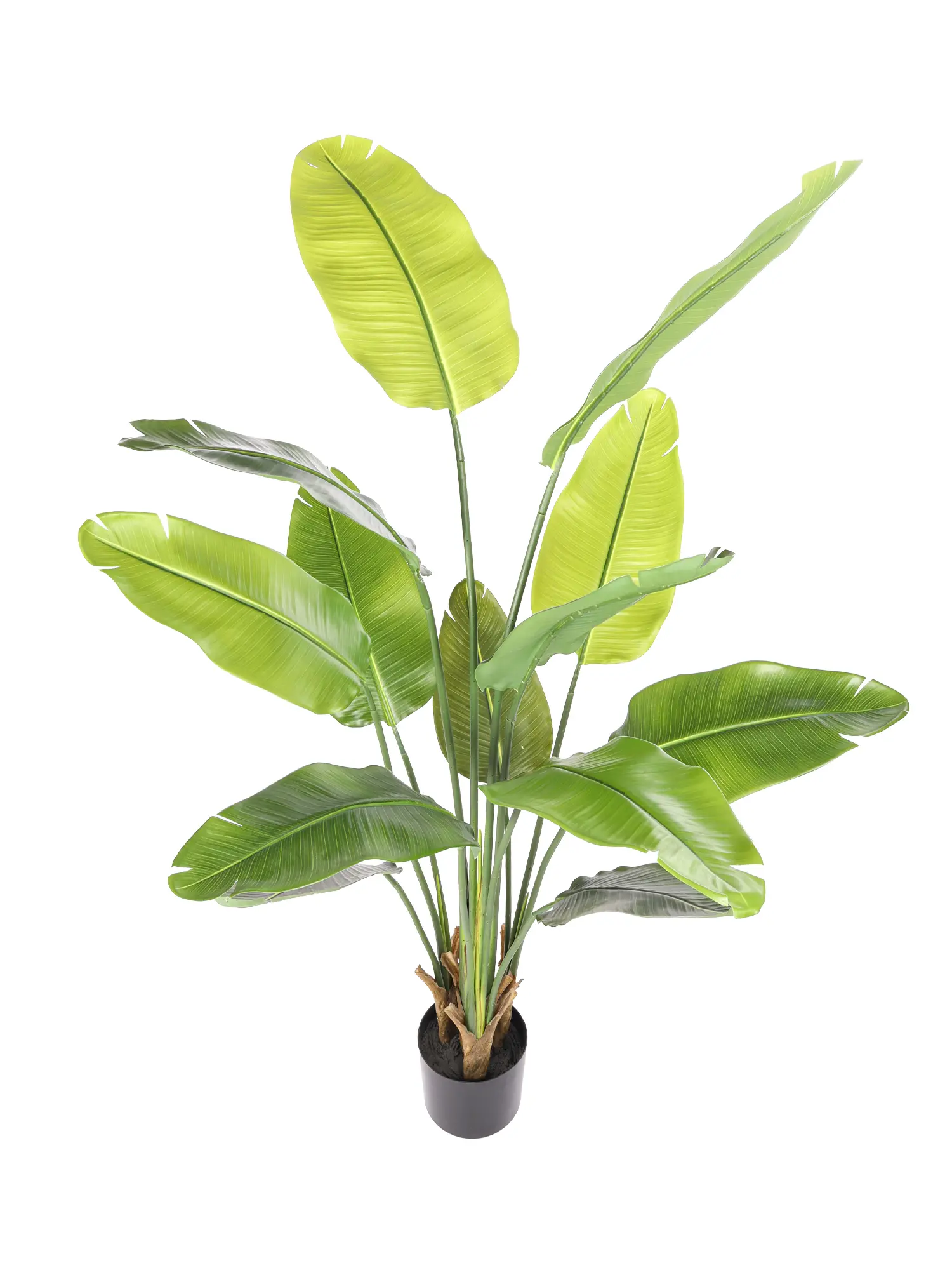 Kunst Bananenboom Guadeloupe levensecht en direct bezorgd.