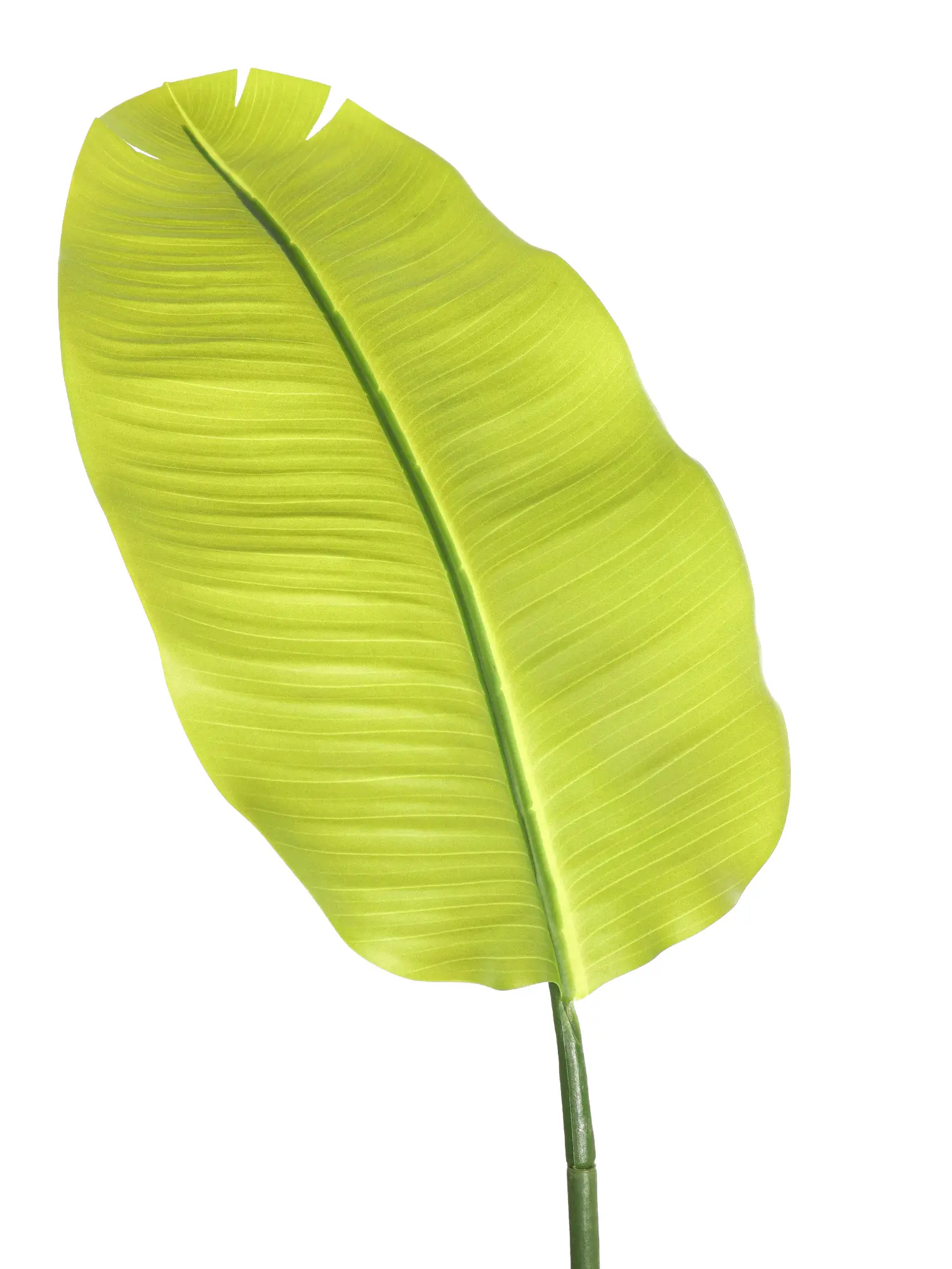 Kunst Bananenboom Guadeloupe 140cm van Kunstpalm.nl