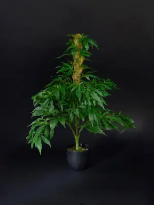 Nep Wietplant Met Top 60cm