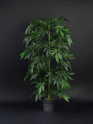 Nep Wietplant Extra Large 110cm