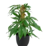 Kunst Wietplant Small met Top 30cm