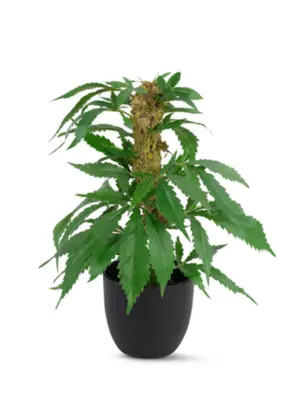 Kunst Wietplant Small met Top 30cm