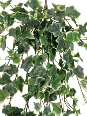 Bonte Nepklimop Hangplant Voor Buiten 90cm