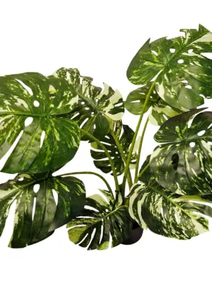 Kunst Monstera Variegata 80cm