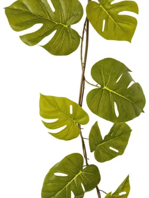 Gatenplant Slinger met Grote bladeren 180cm