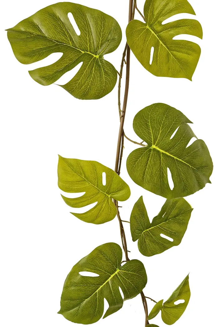 Gatenplant Slinger met Grote bladeren 180cm