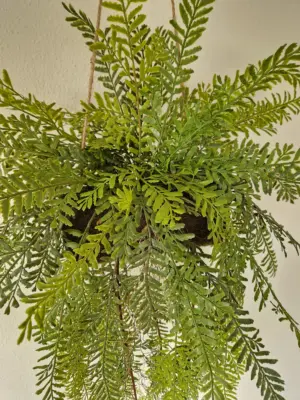 Brede Mos Kokedama Kunsthangplant 100cm