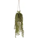 Nep Hangplant Moneytree In Pot 90cm