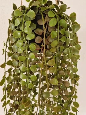 Nep Hangplant Moneytree In Pot 90cm