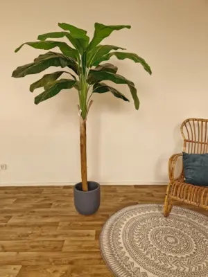 Nep Banaanboom Bogota 185cm