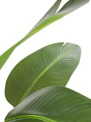 Kunst Bananenplant Java 160cm direct leverbaar bij Kunstpalm.nl