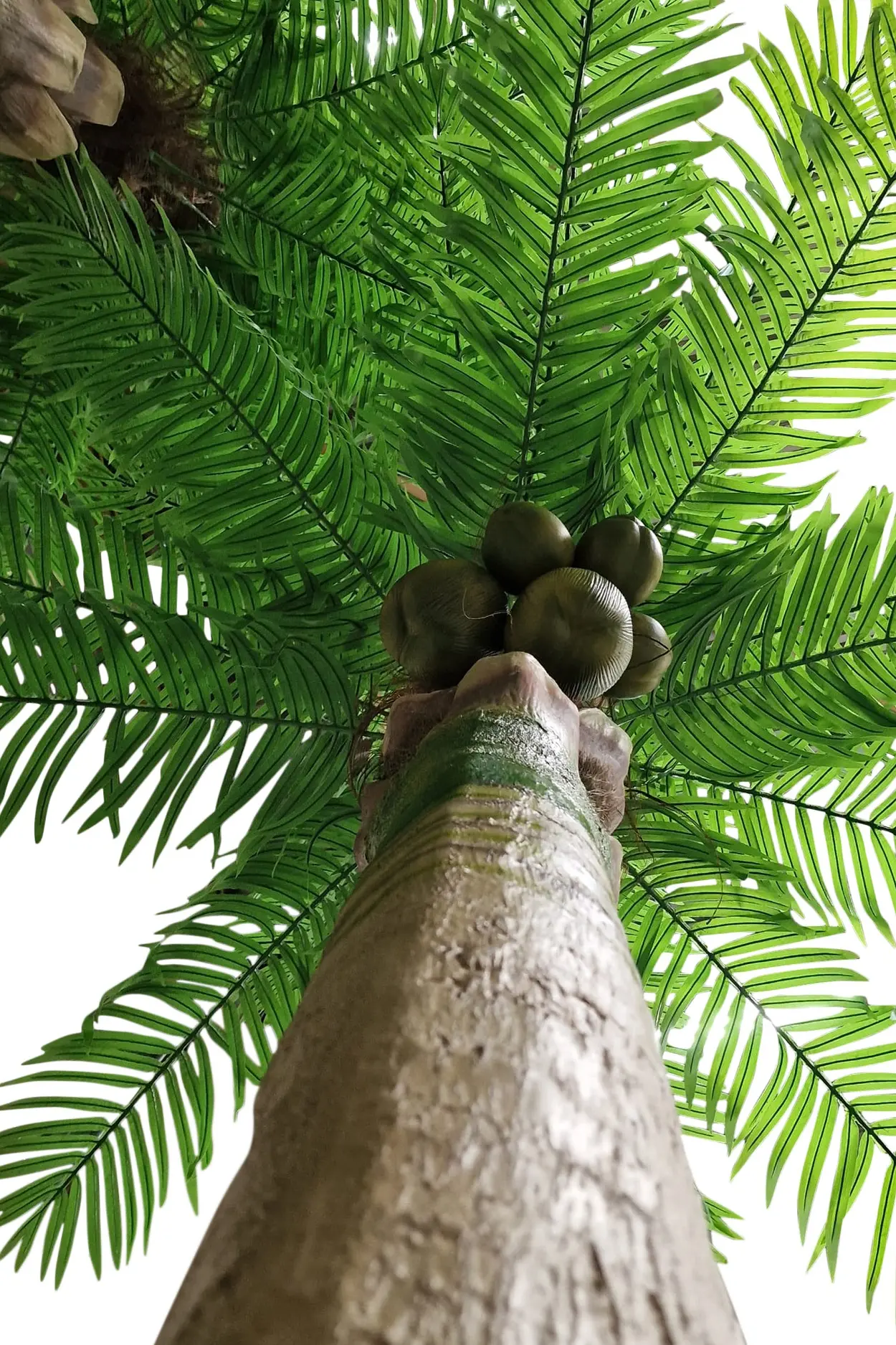 Kunst Kokospalm Zanzibar XXl 460cm