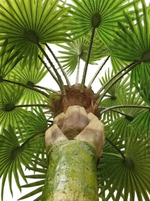 Kunst Waaierpalmboom Bora Bora 460cm