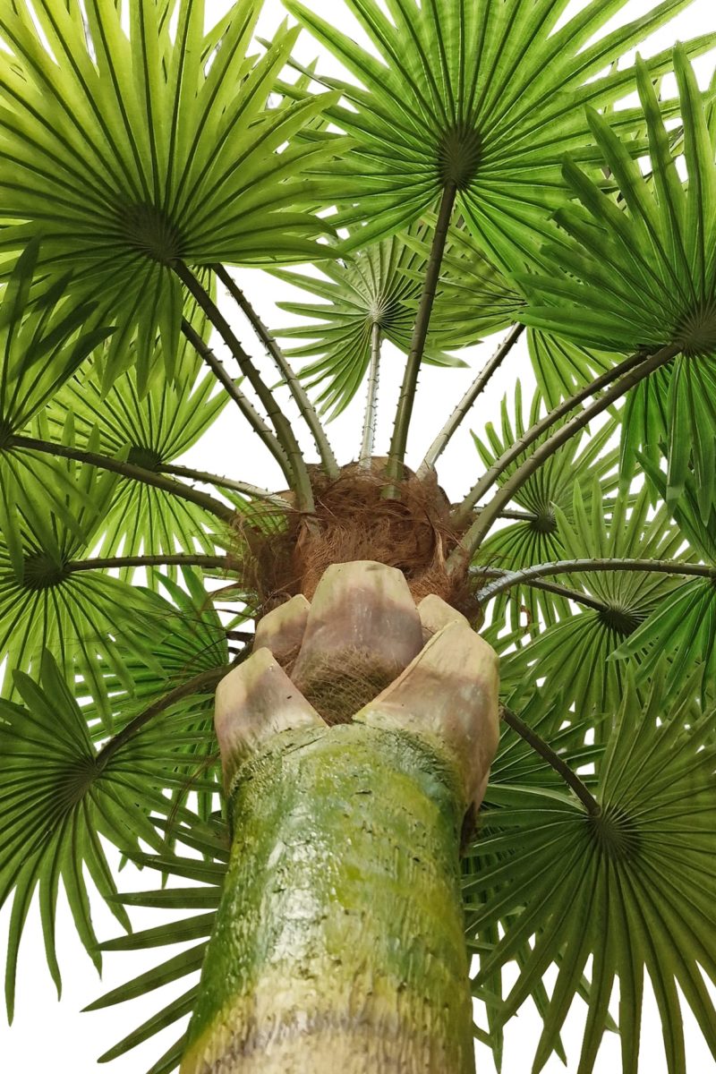 Kunst Waaierpalmboom Bora Bora 460cm