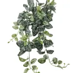Scindapsis Nephangplant 80cm