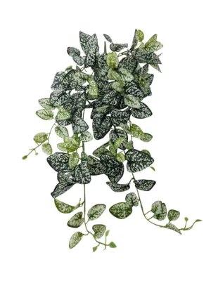 Scindapsis Nephangplant 80cm