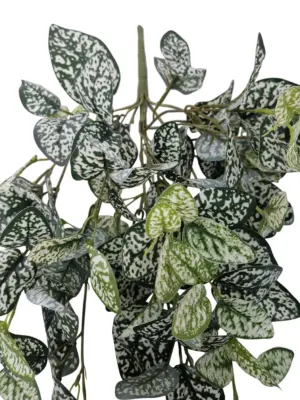 Scindapsis Nephangplant 80cm